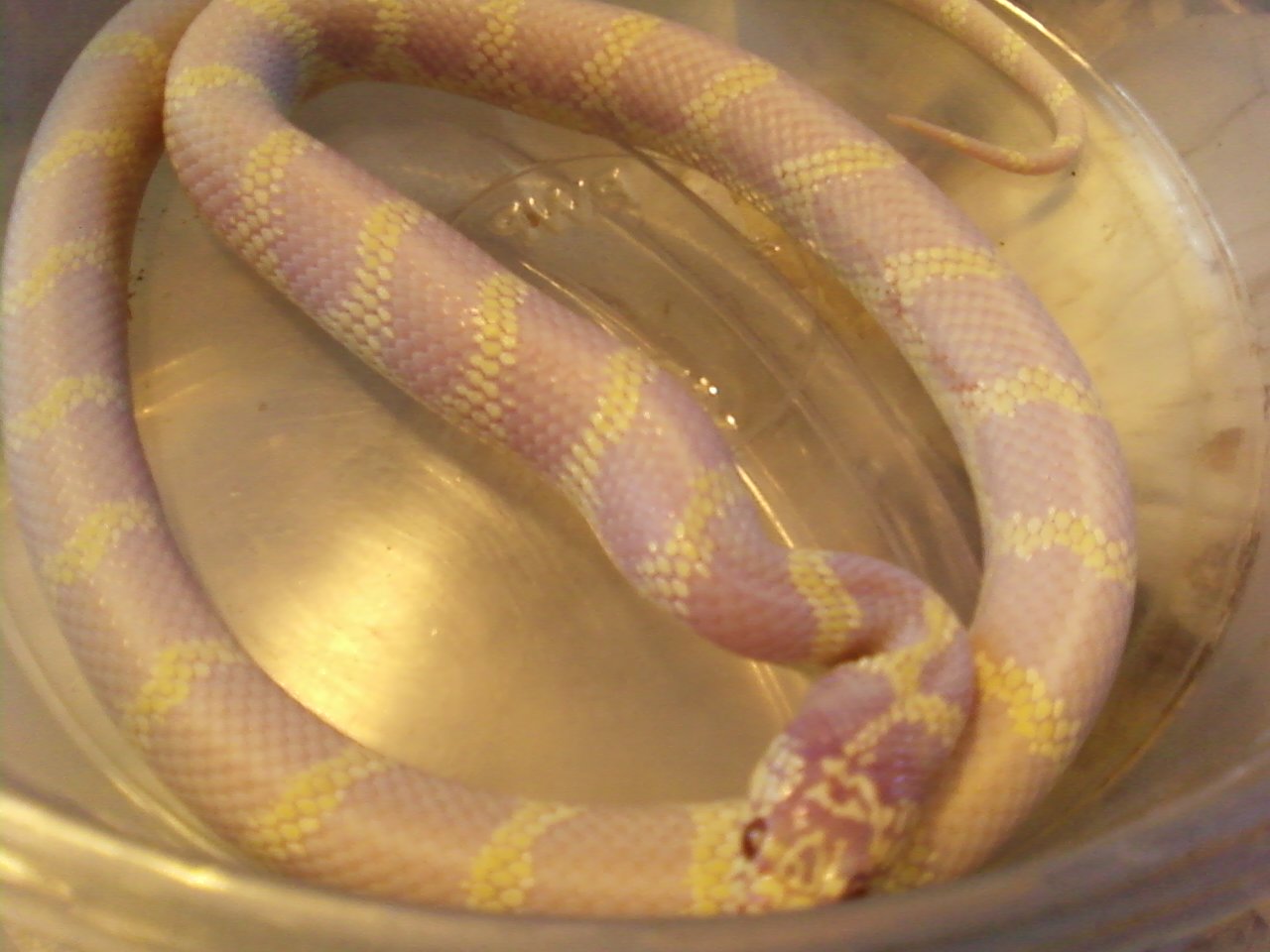 Photo187_JurassicXCal_king_het_anery_