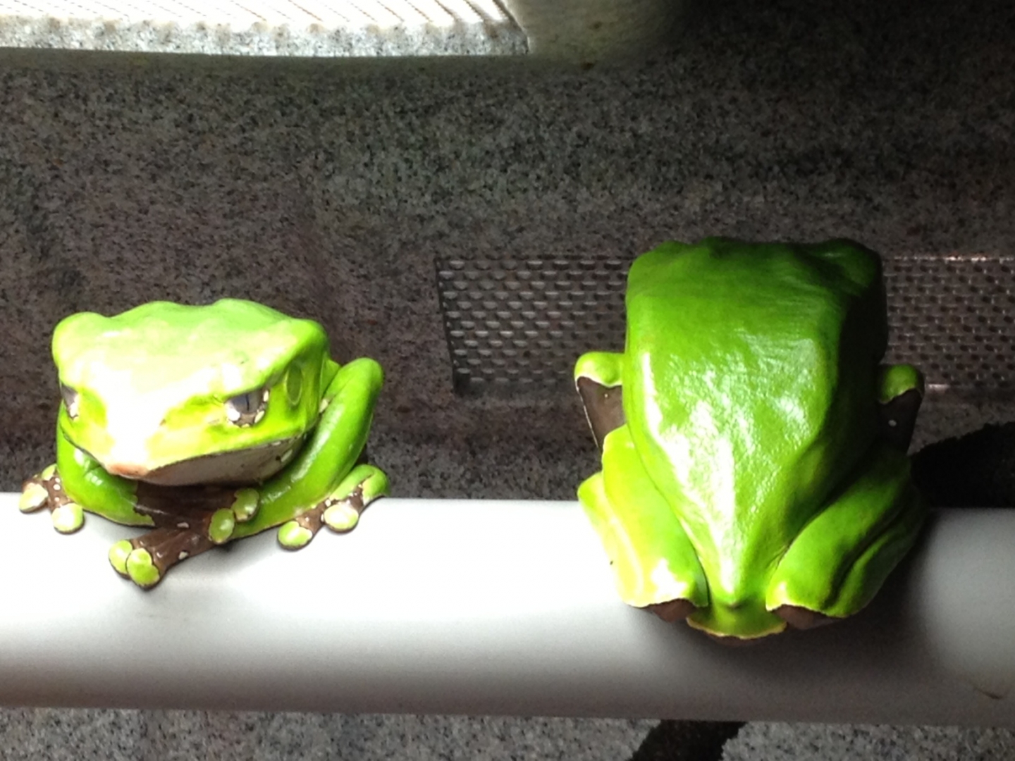 photo_1
