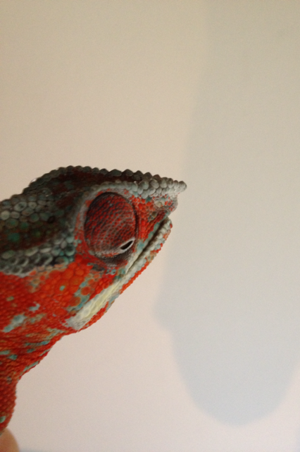 photo_3