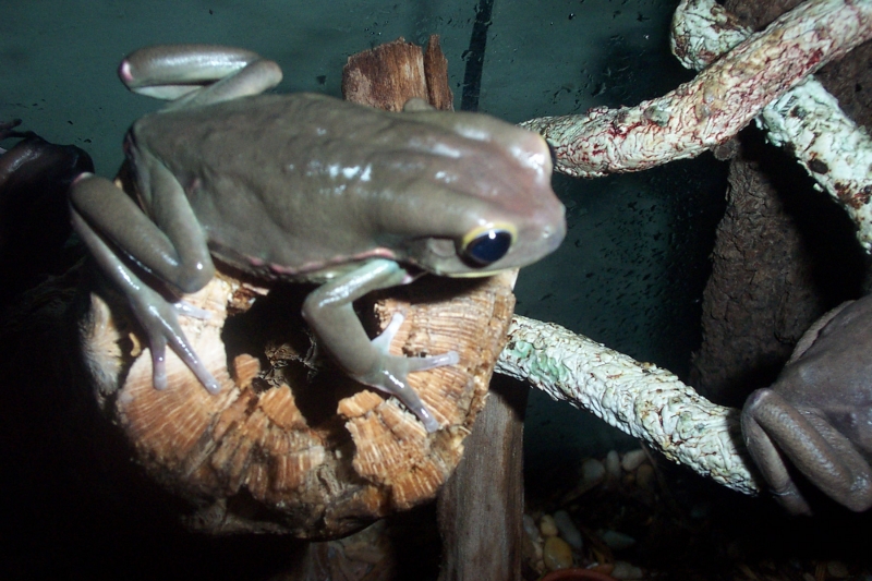 Phyllomedusa sauvugi