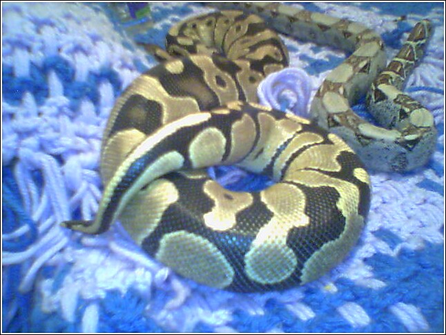 PIAZON