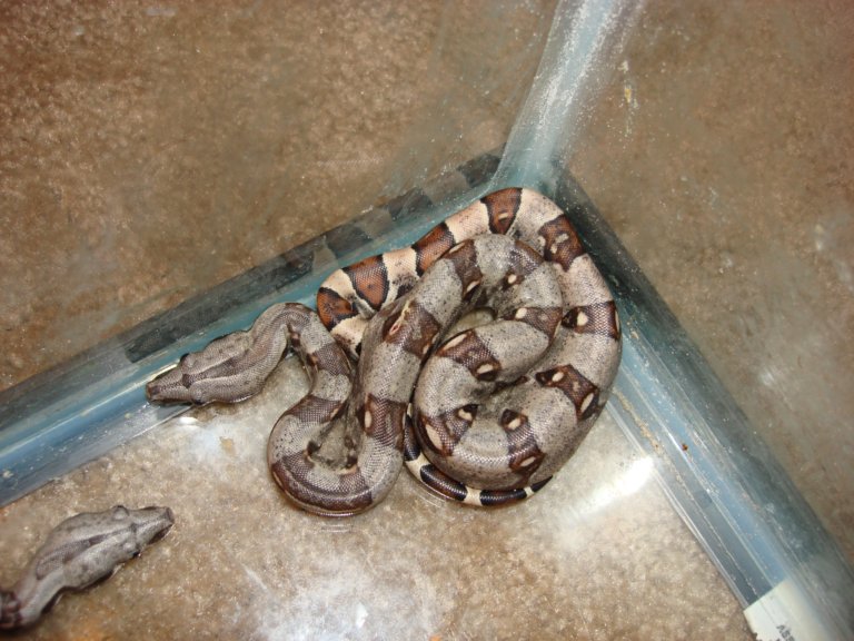 pic1
