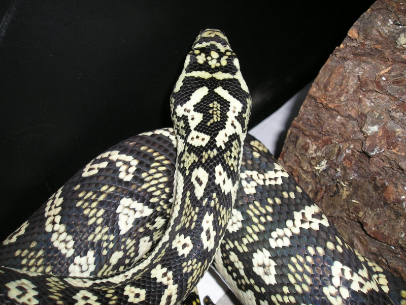 Pics of jungle carpet X Diamond
