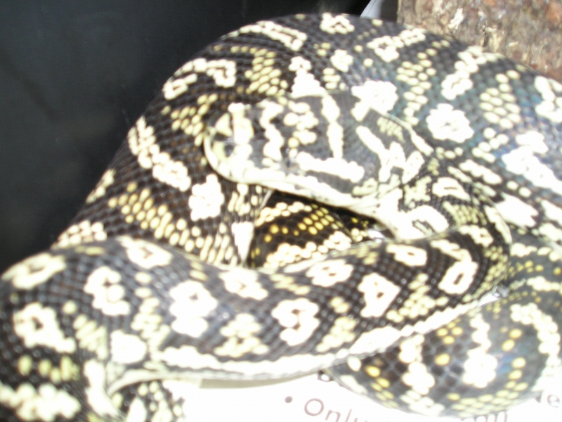 Pics of jungle carpet X Diamond