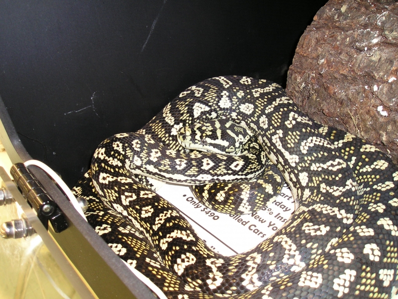 Pics of jungle carpet X Diamond