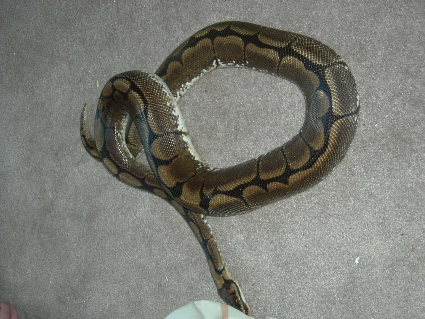 picture of spider male