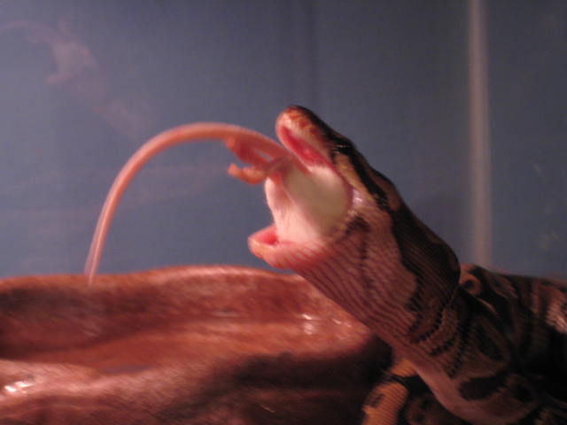 Picture_1631