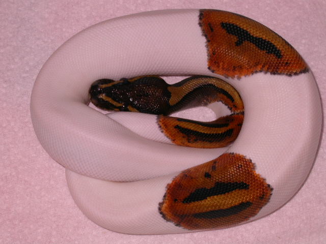 piebald