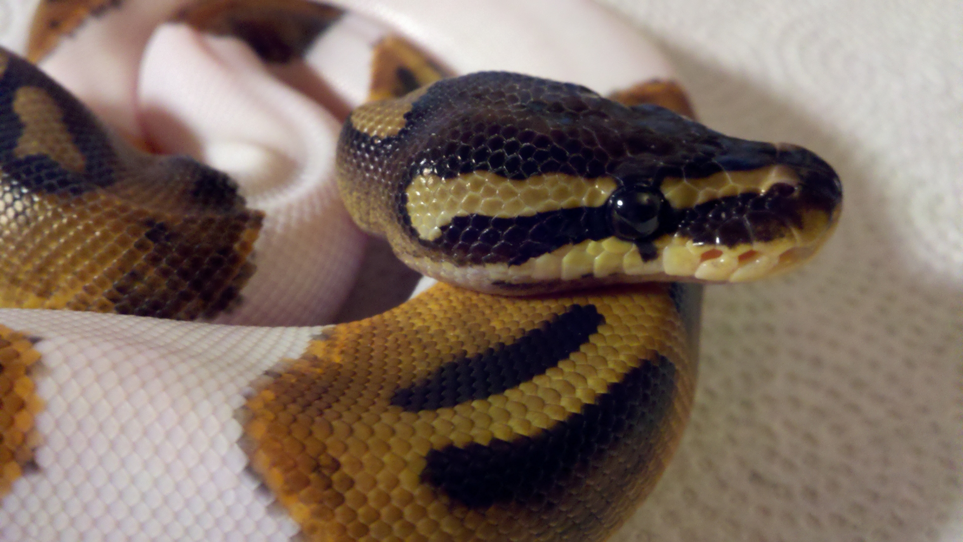Pied ball pyhton