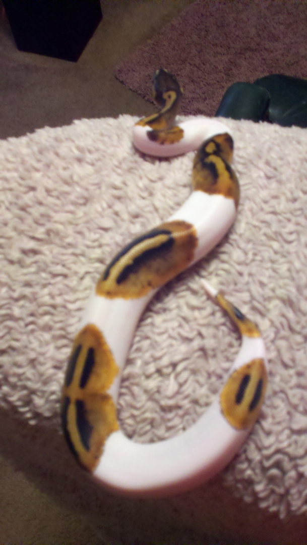 pied ball pyhton