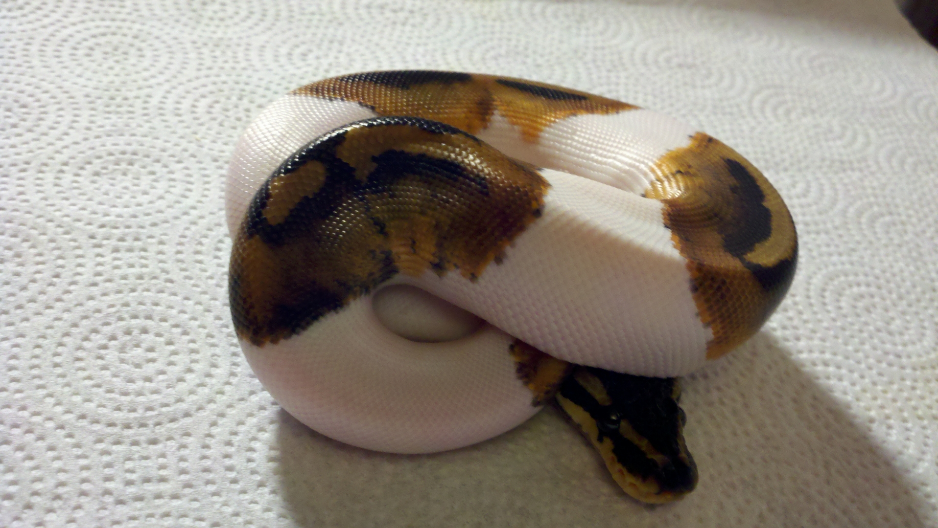 Pied Ball Python