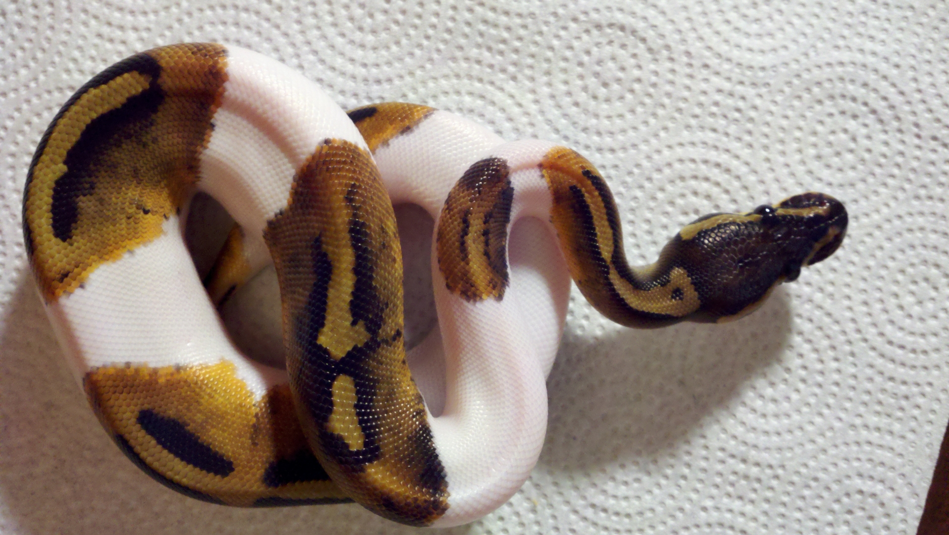 pied ball python