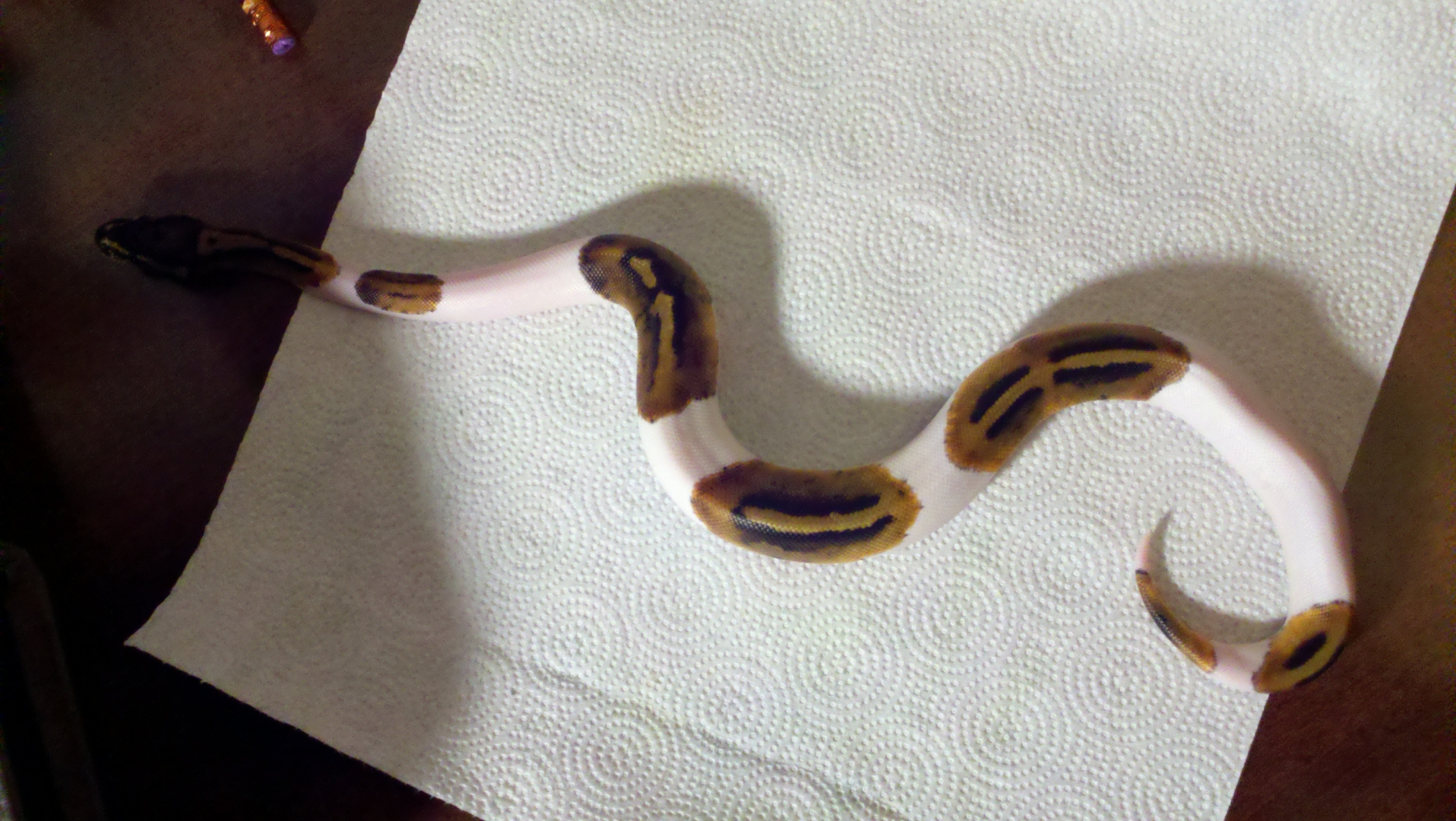 Pied ball python