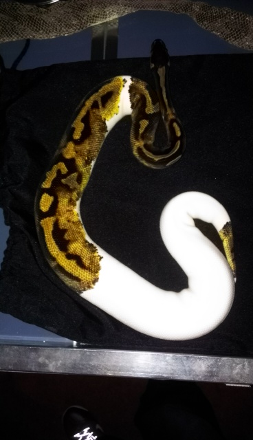 Pied Male for sale (Purchased TSk Snake Keeper)