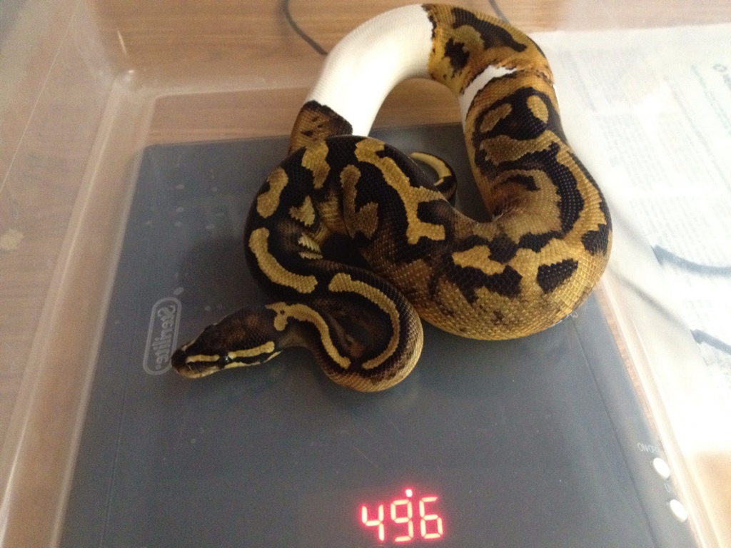 Pied Male