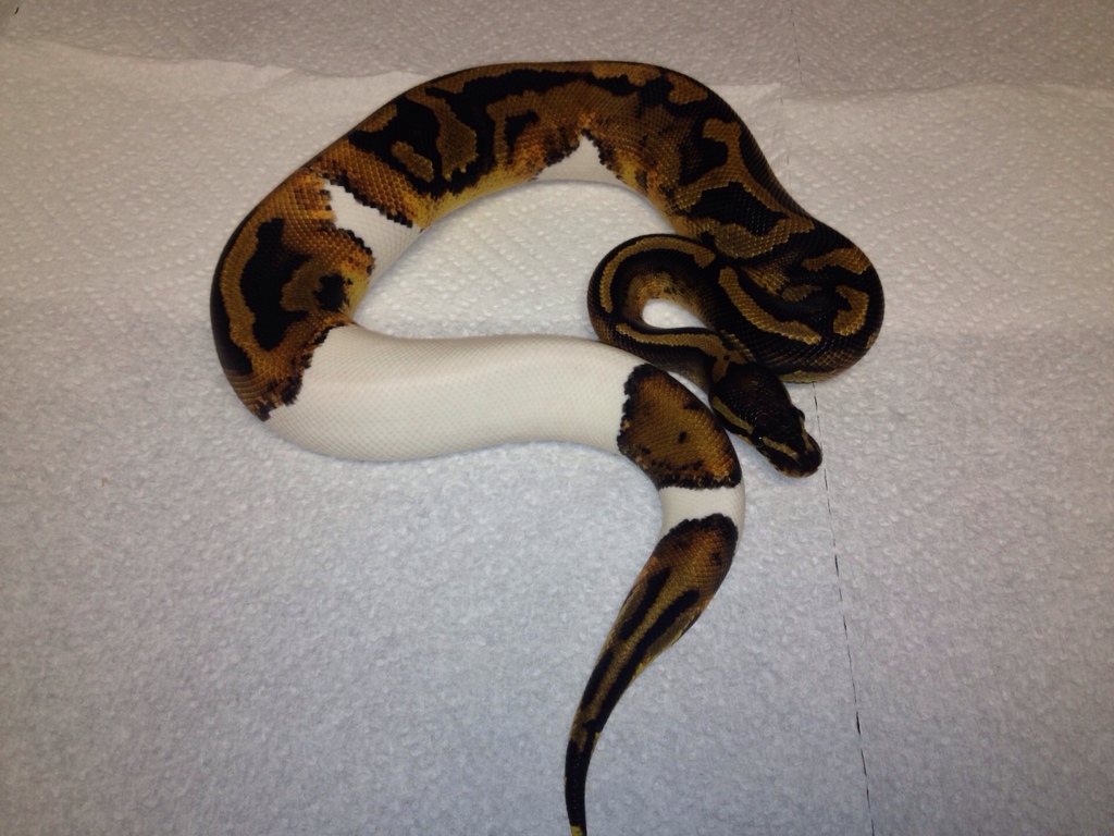 Pied Male
