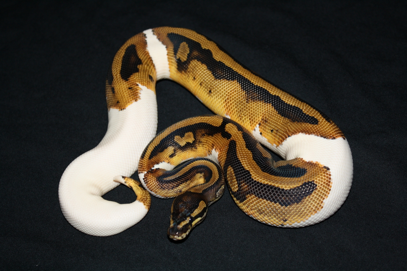 PIED