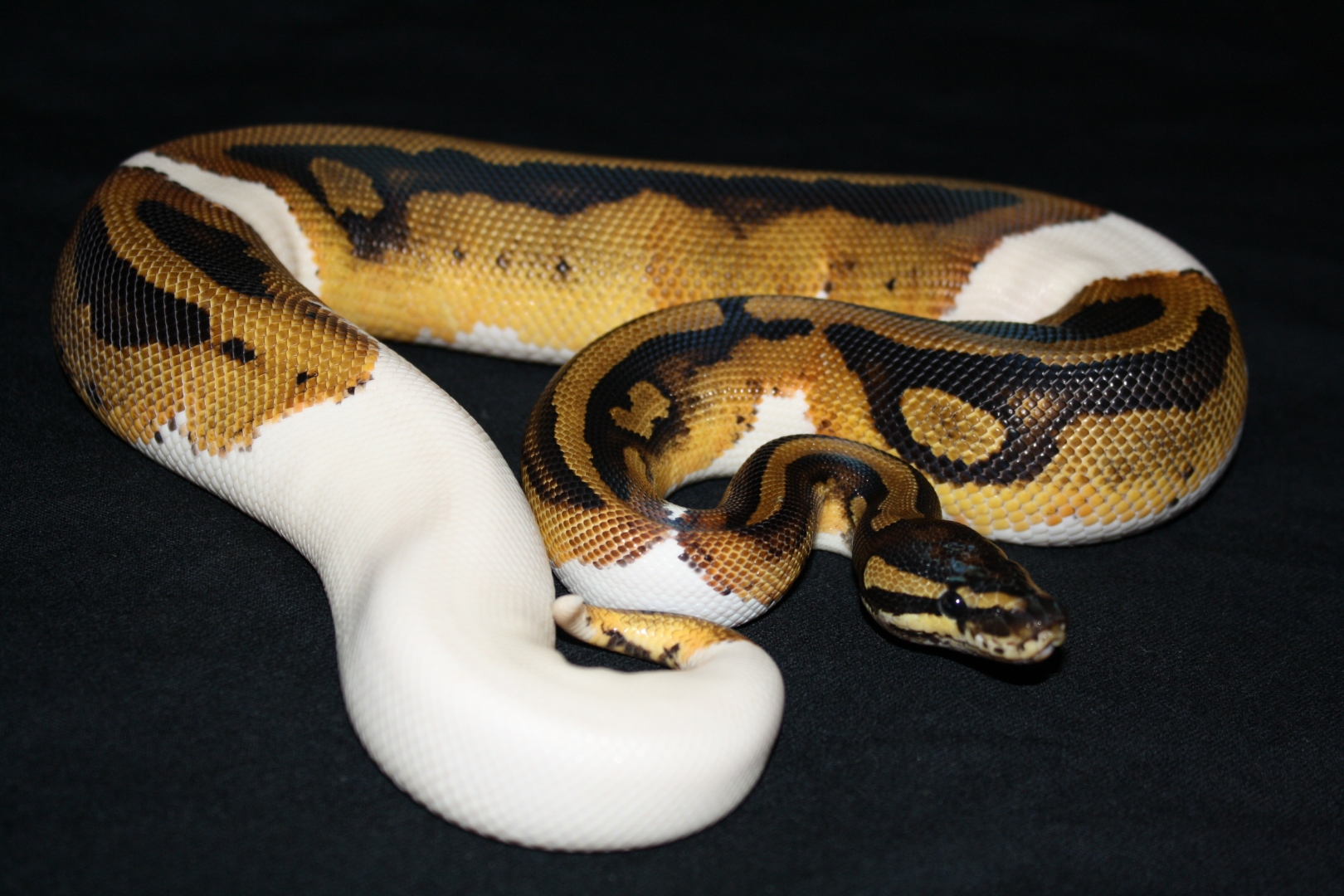 PIED