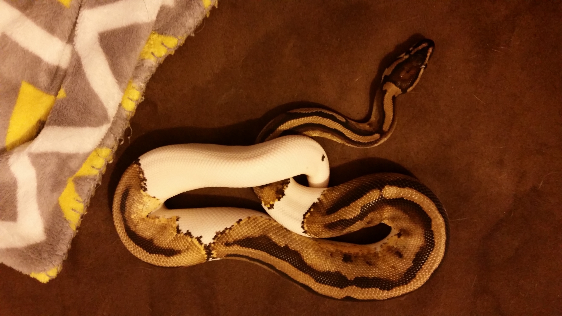 Pied