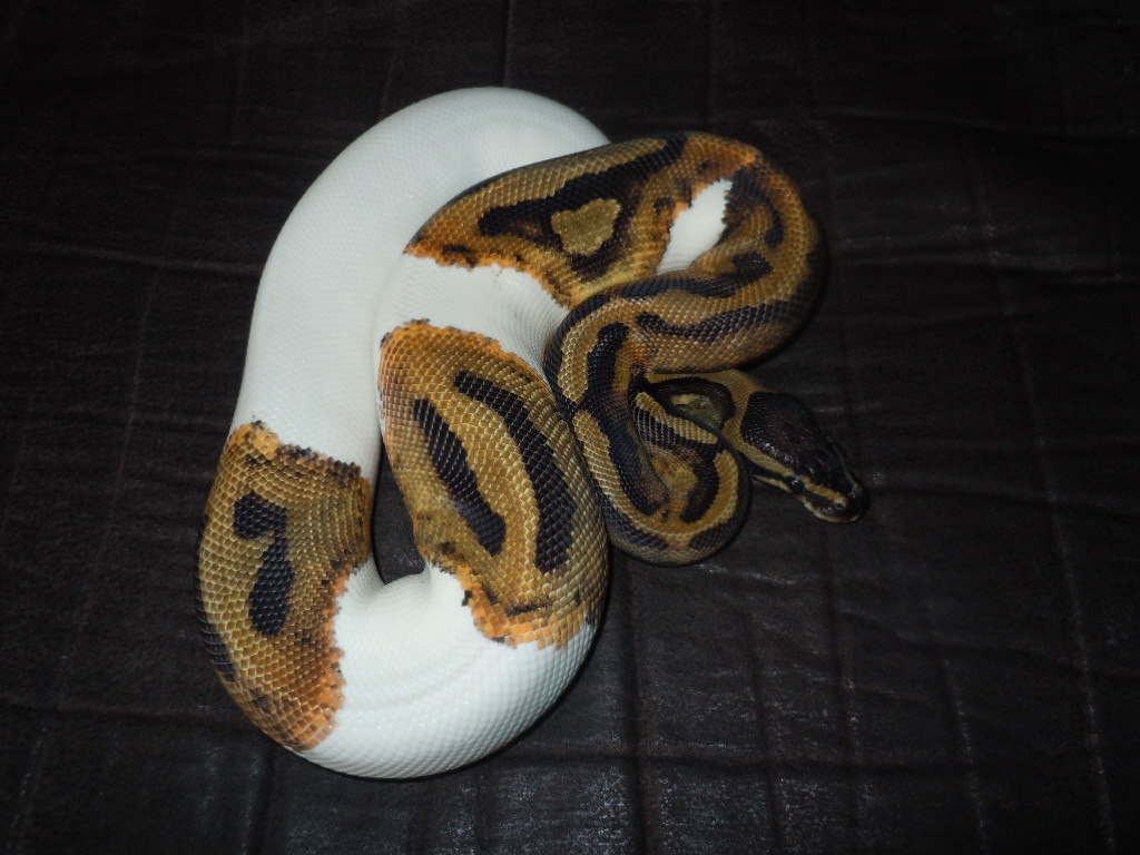 pied_002