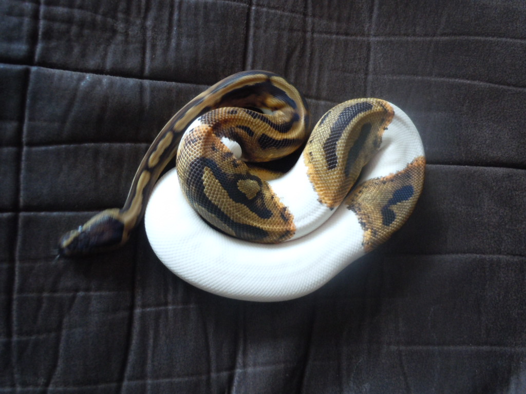 pied_005
