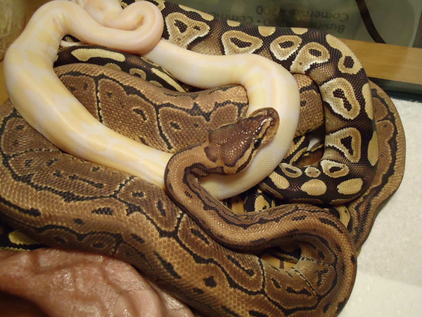 Pile of Pythons