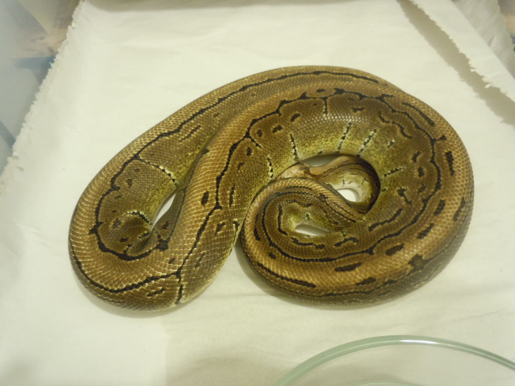 Pin and PhOG males