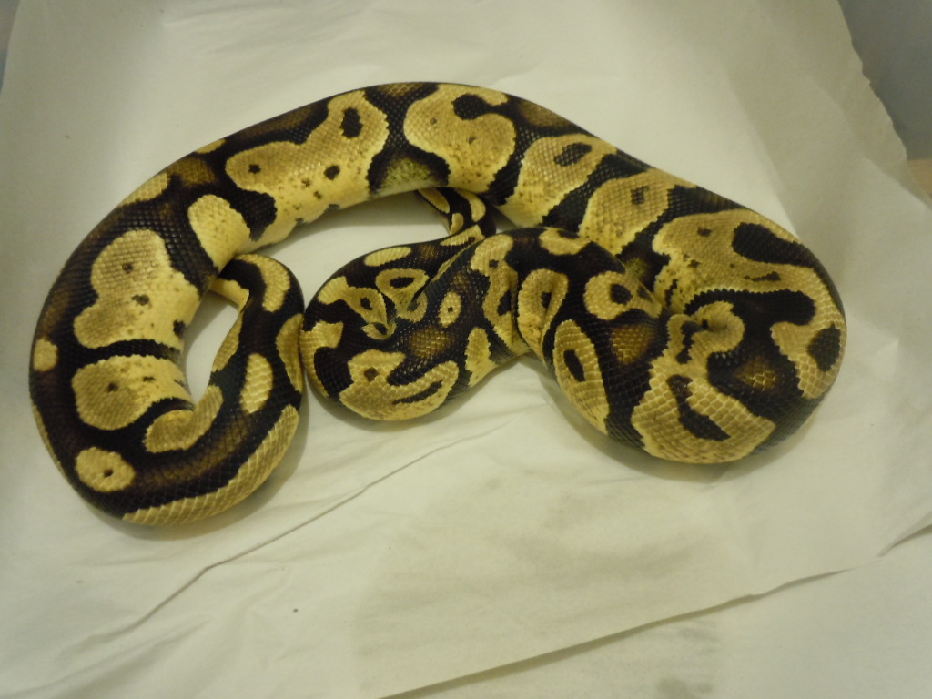 Pin and PhOG males