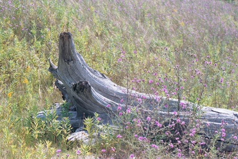 Pine Stump and Wildflowers