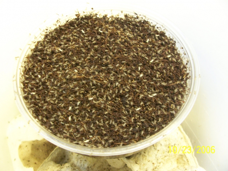 Pinhead Cricket Colony