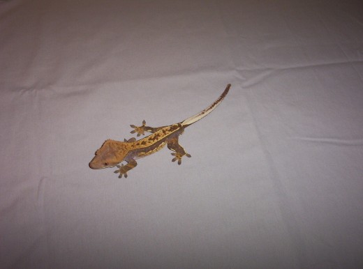 Pinstripe Male Crested!