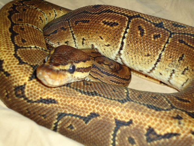Pinstripe Male