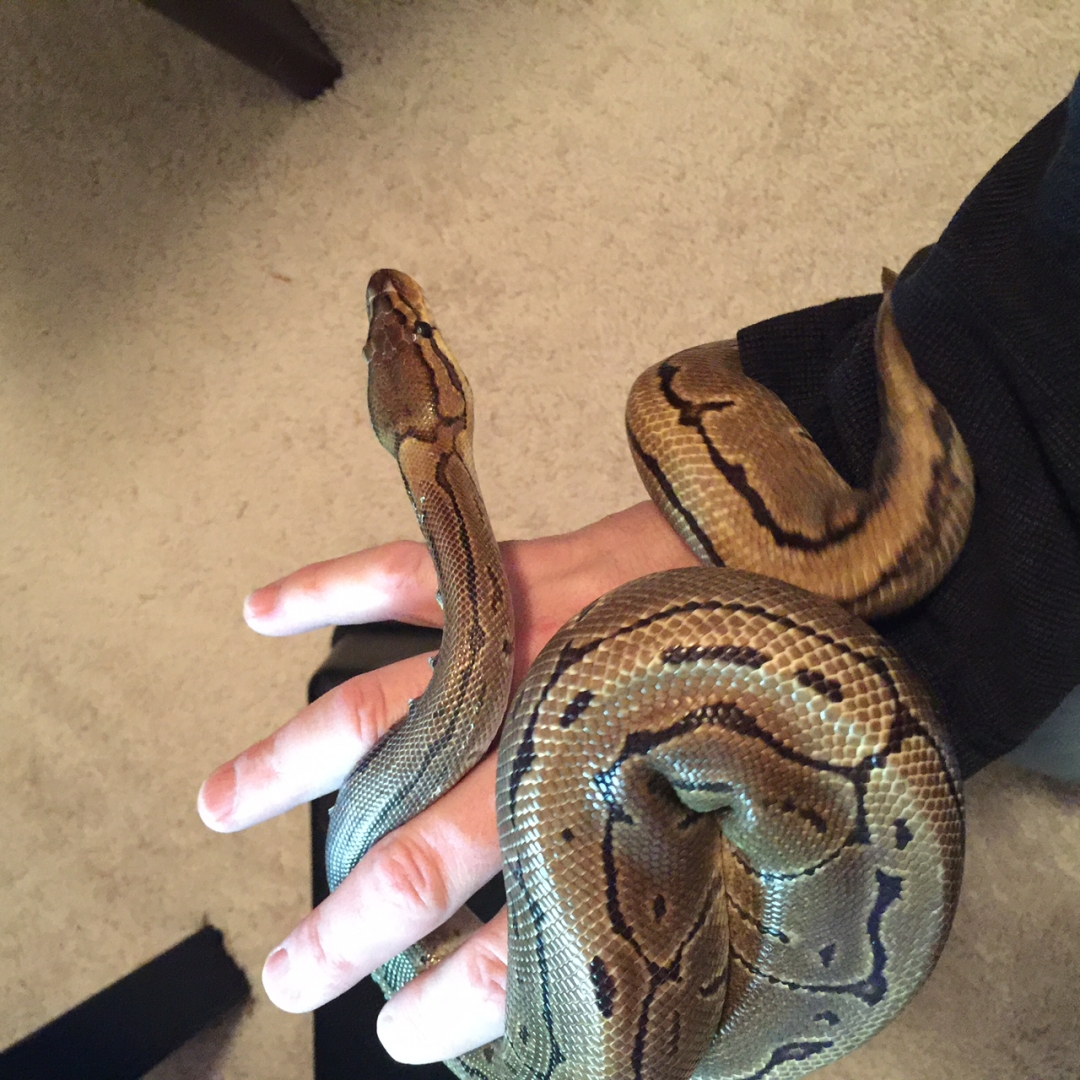 Pinstripe - Male