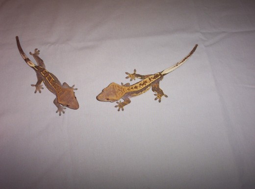 Pinstripe Pair of Cresteds