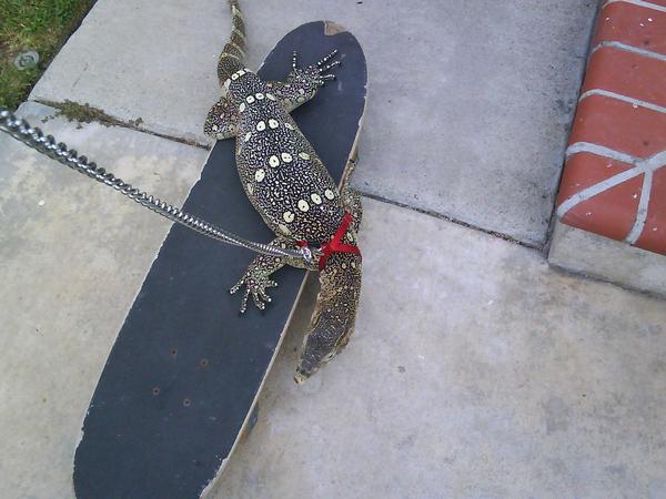 pitter_skatin