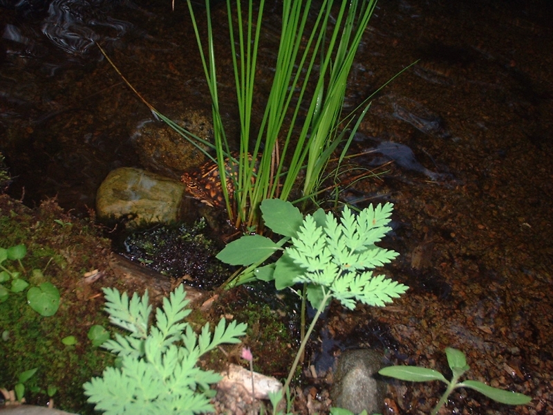 plantings
