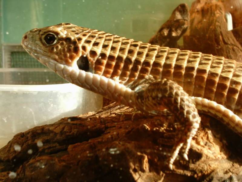 Plated Lizard
