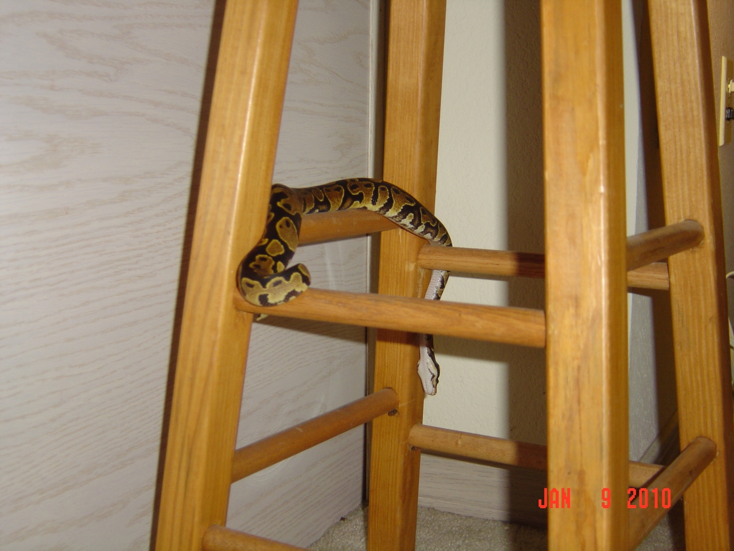playing on a stool