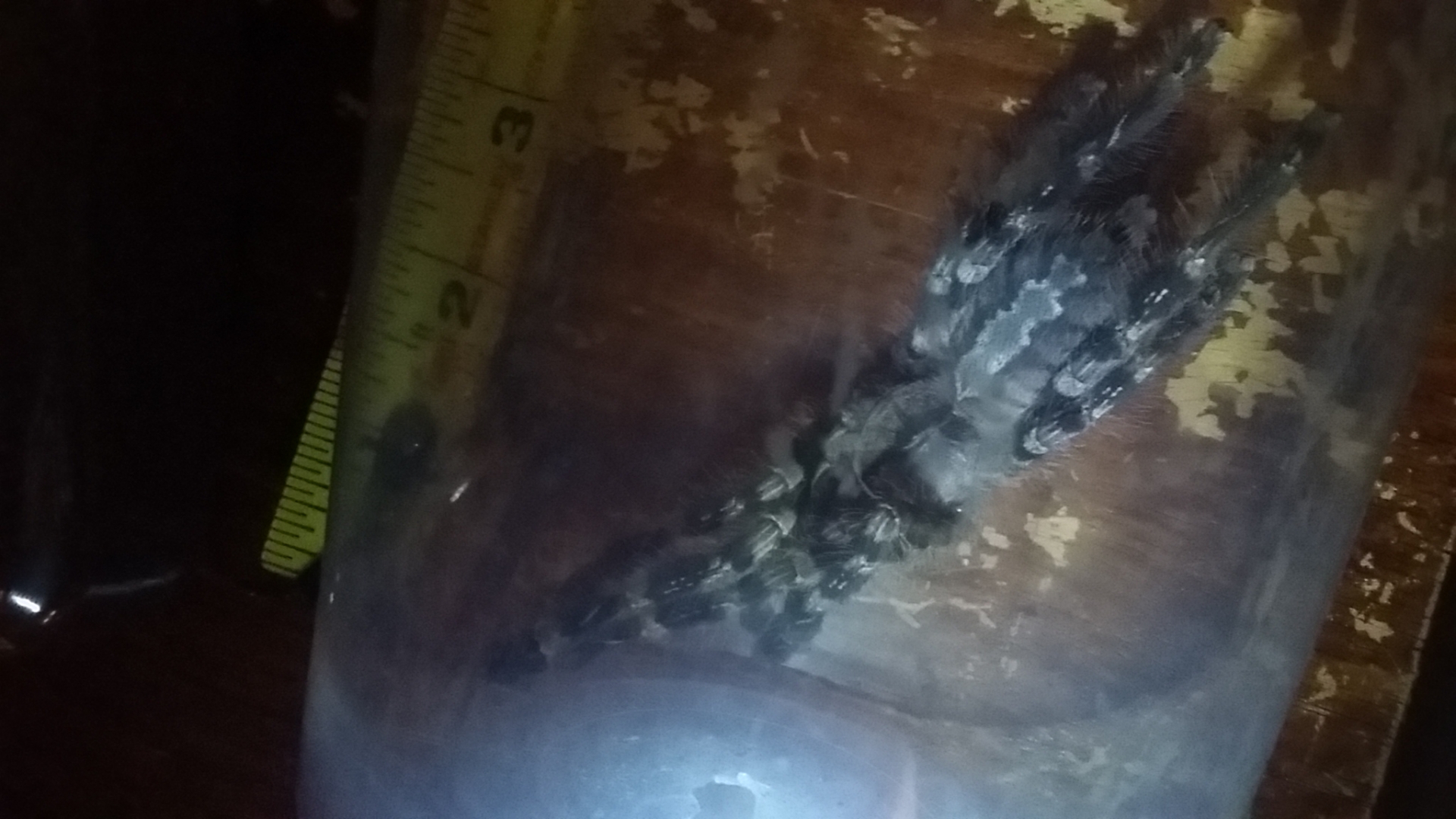 Poecilotheria female