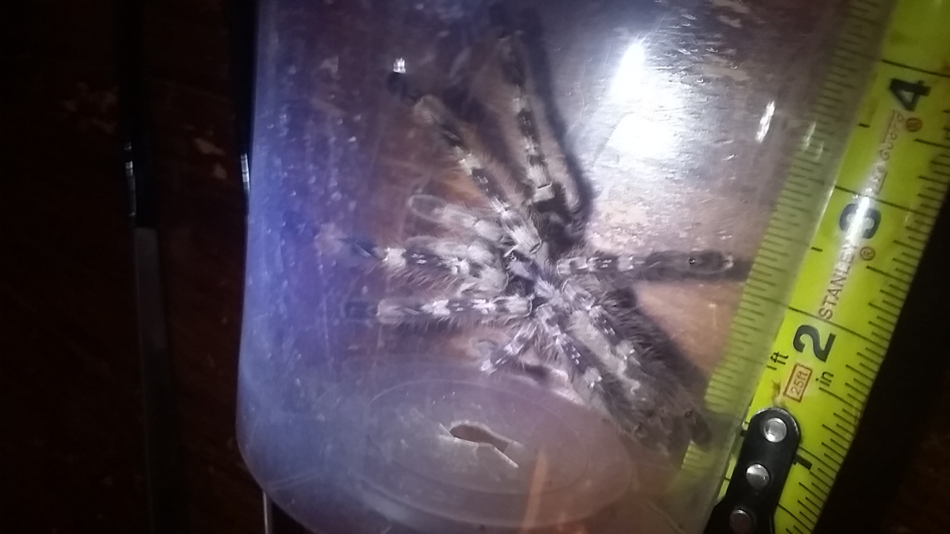 Poecilotheria female