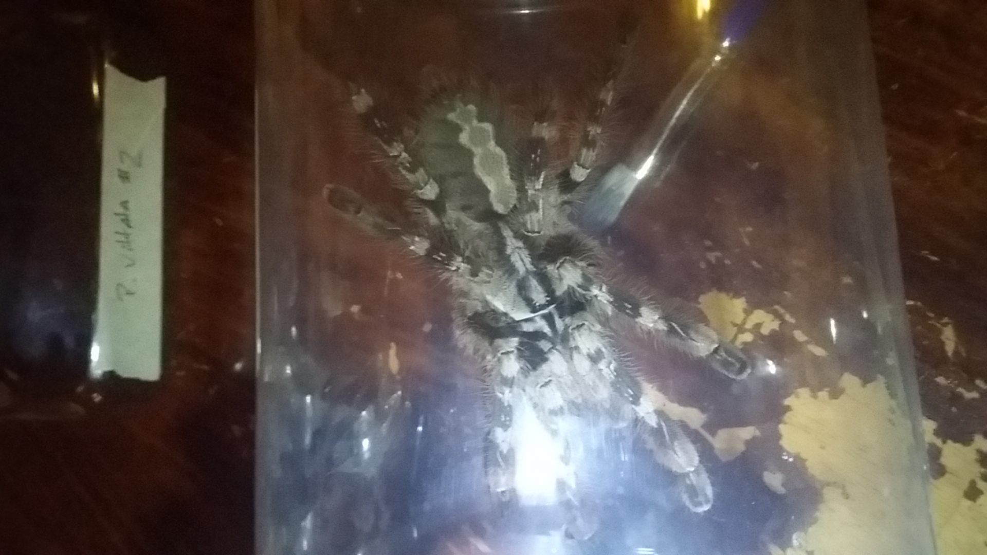 Poecilotheria female
