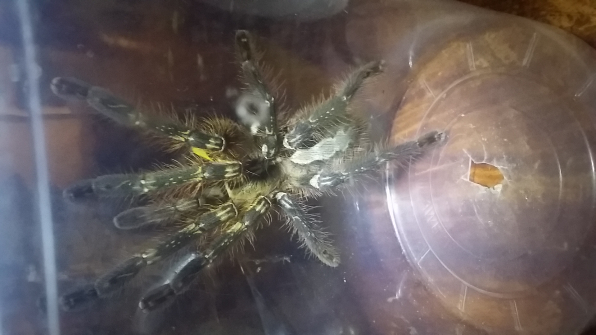 Poecilotheria female