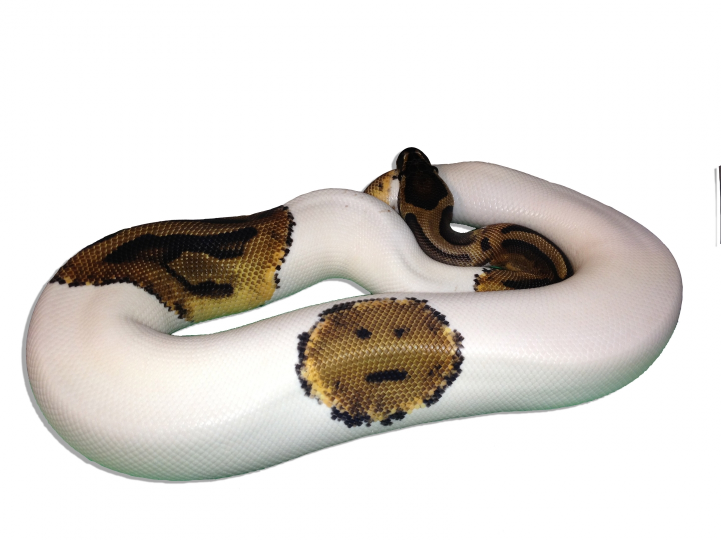 poker FACE pied