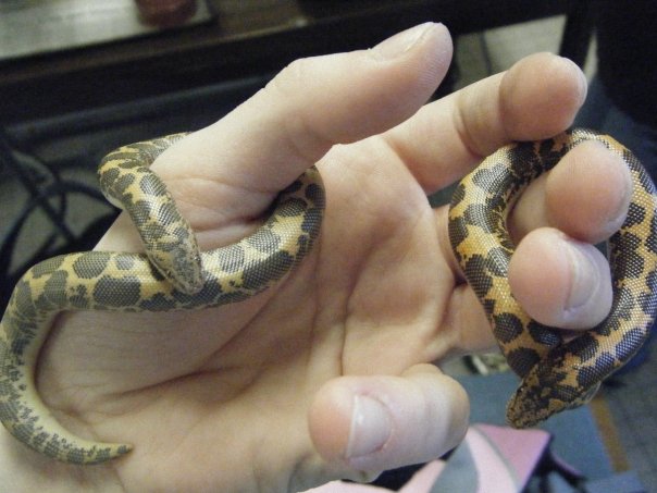 Porthos &amp; D'Artagnon
