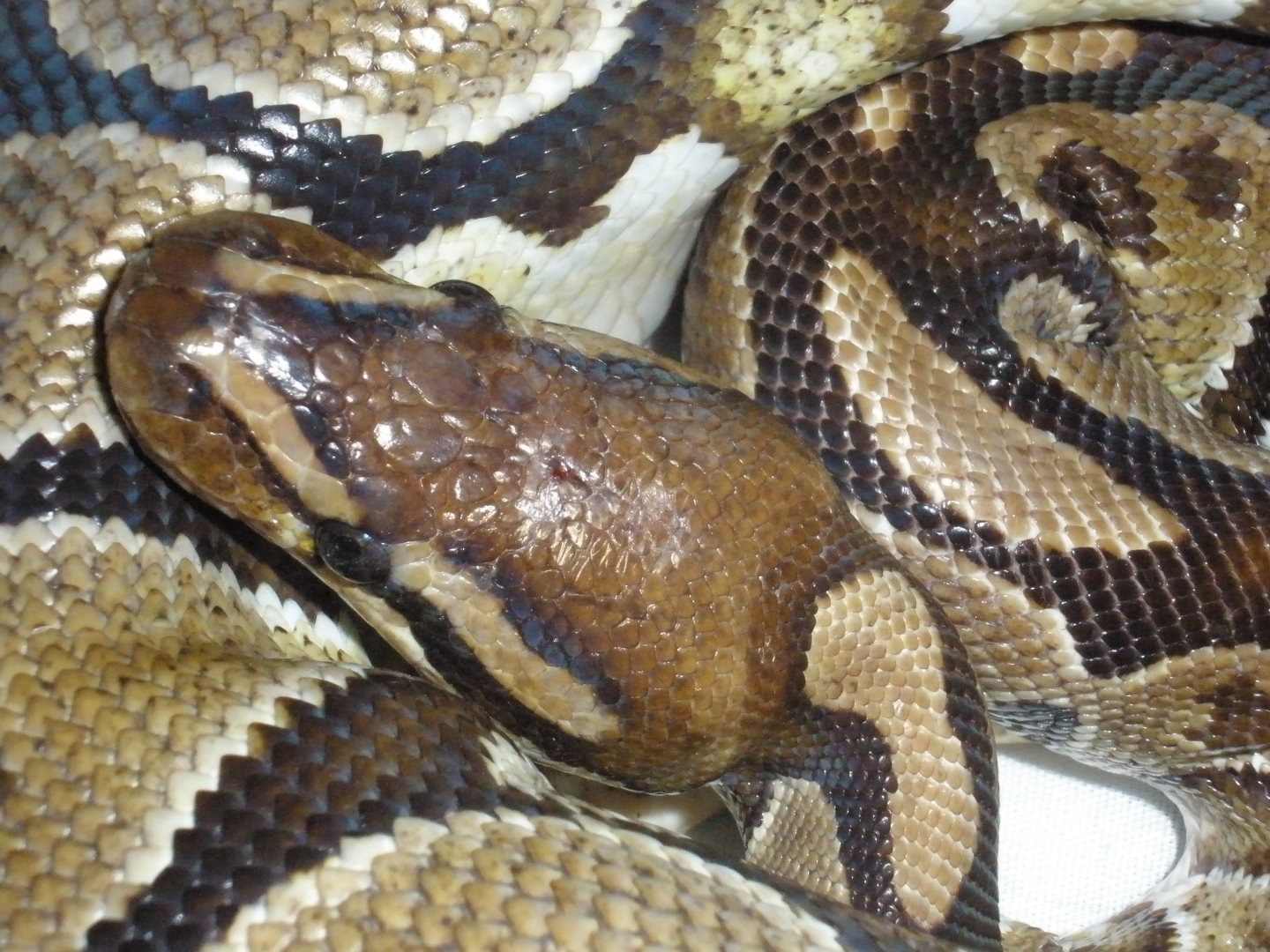 Poss Burgundy