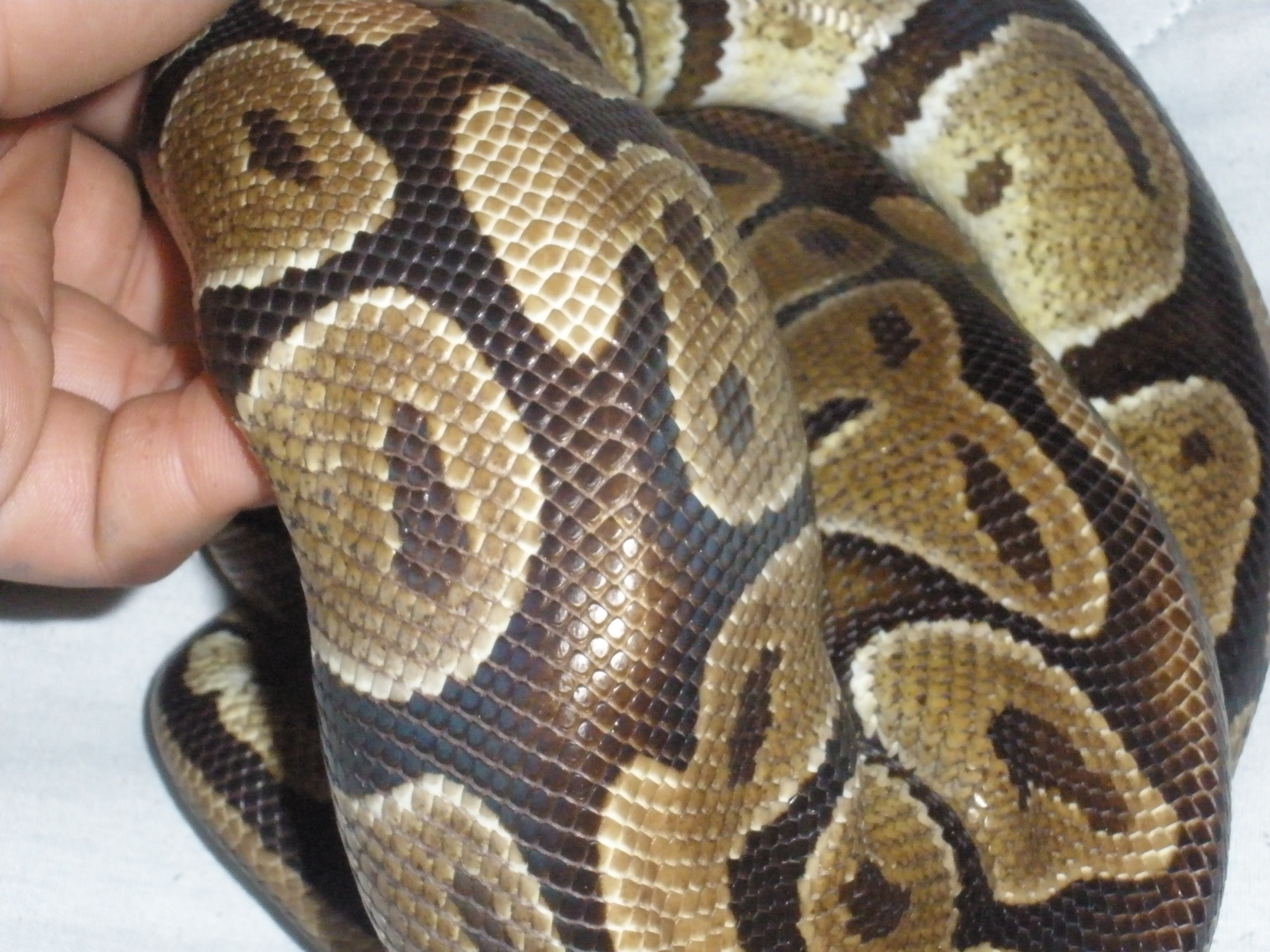 Poss Burgundy