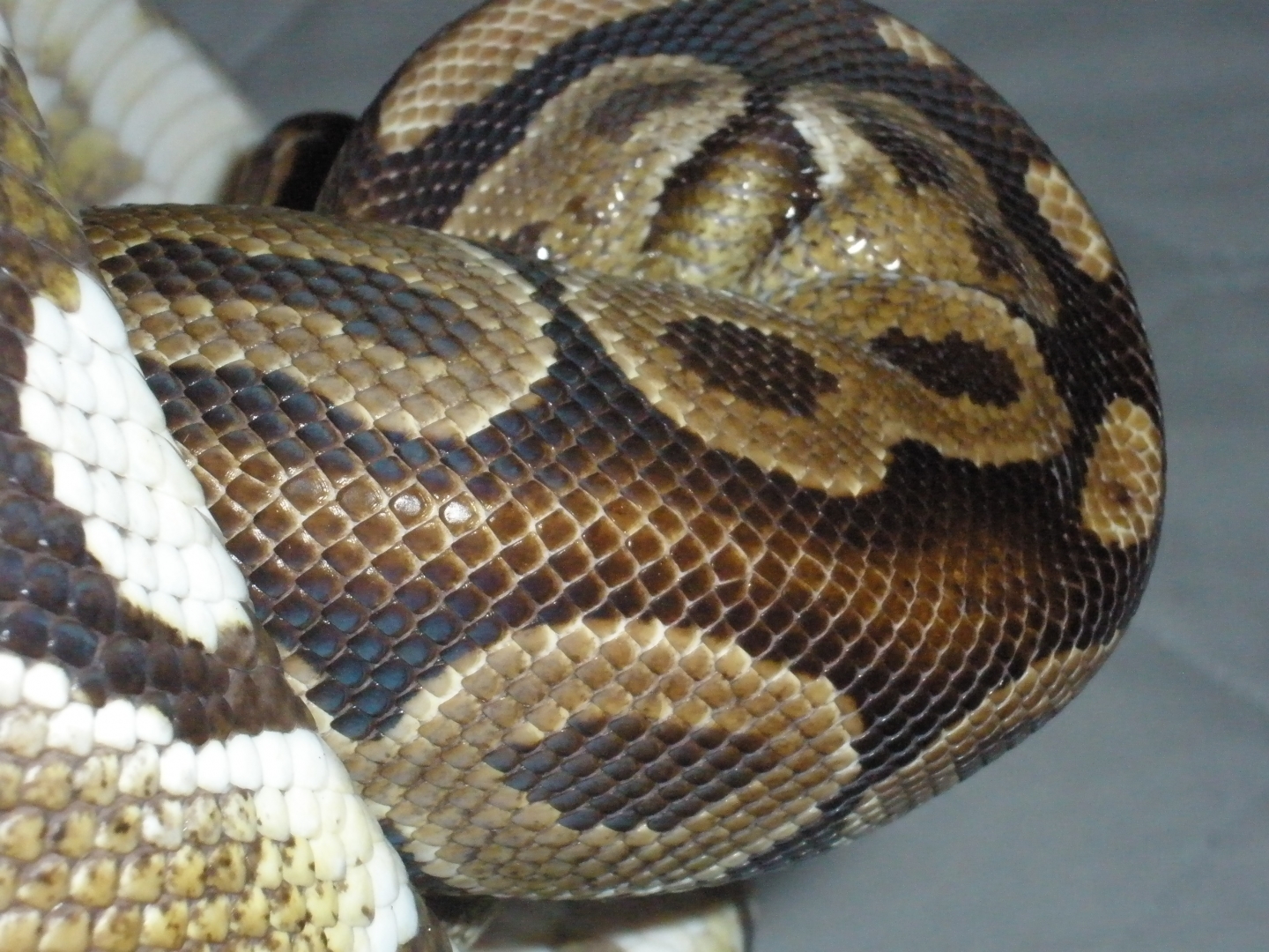 Poss Burgundy