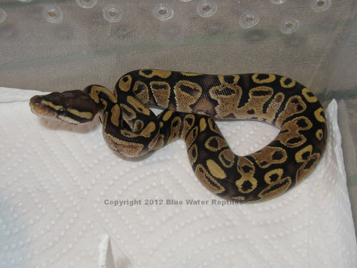 Possible Disco Female