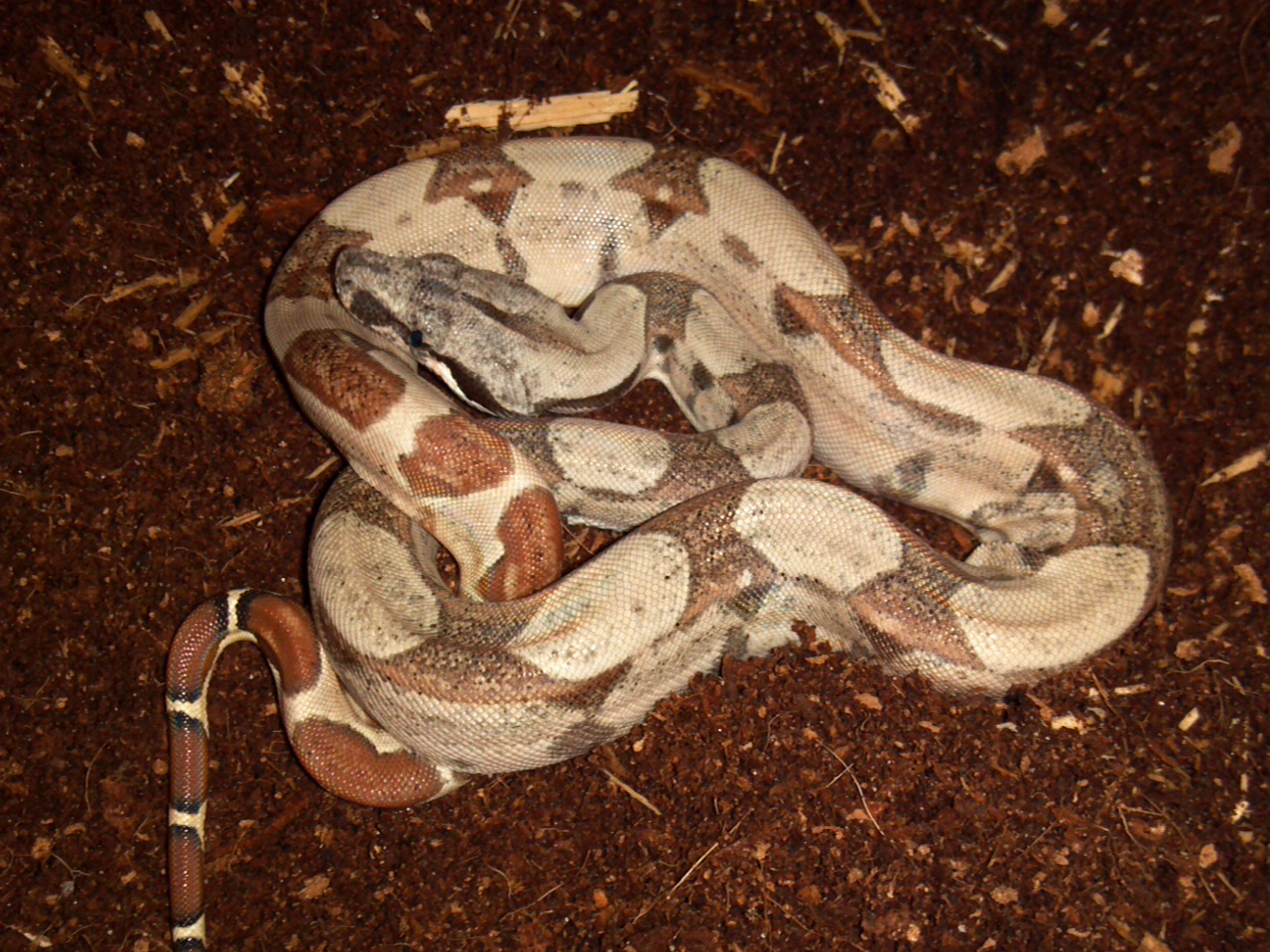 Possible Het Moonglow