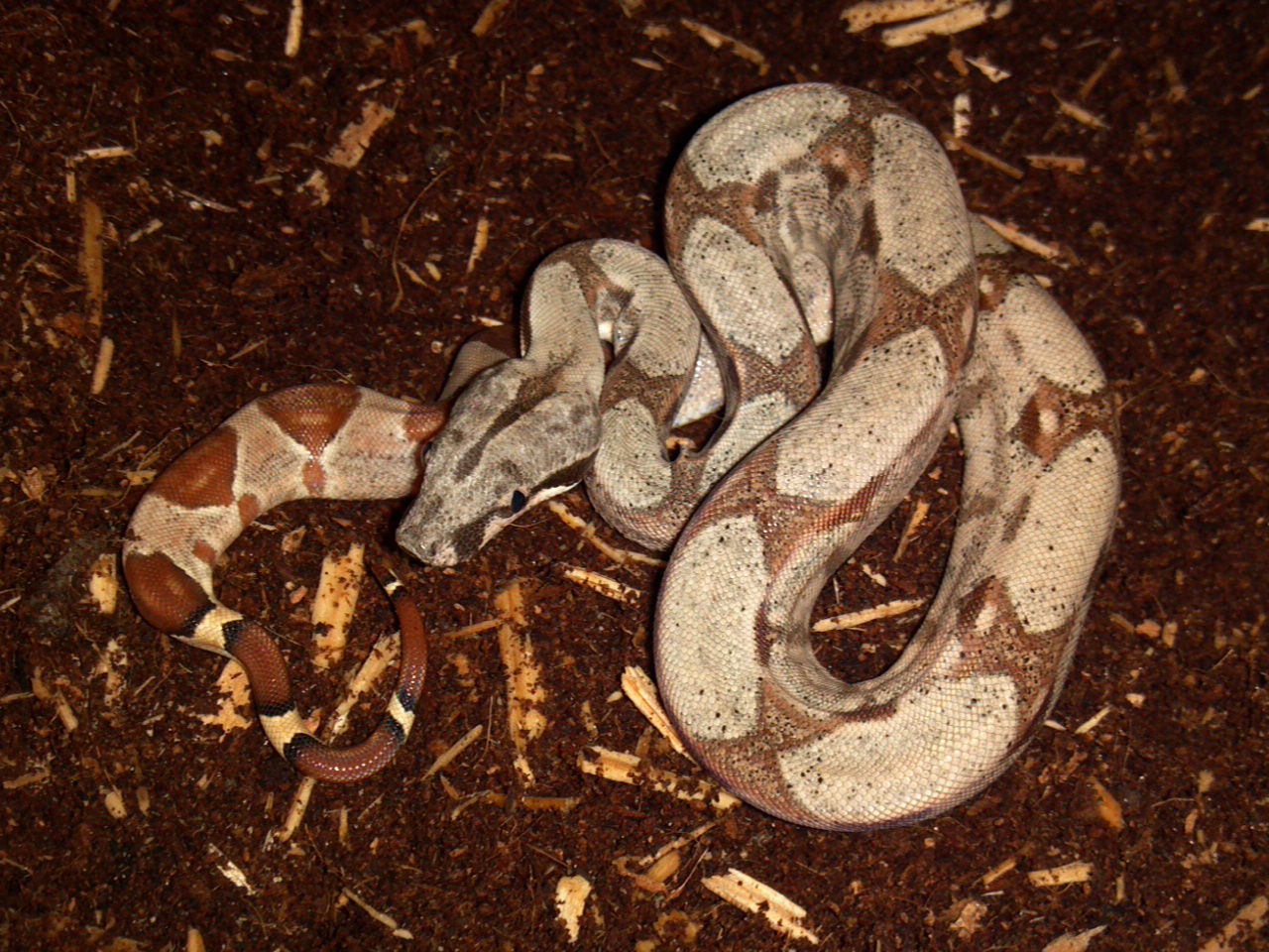 Possible Het Moonglow
